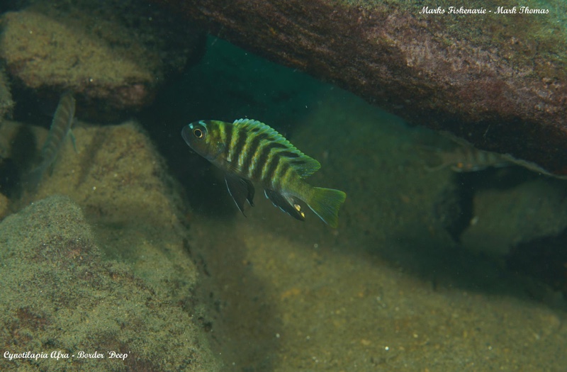 Cynotilapia sp. 'lion ntekete' Border